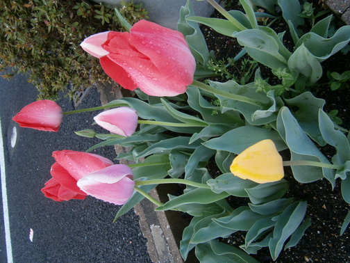 P4120058.JPG