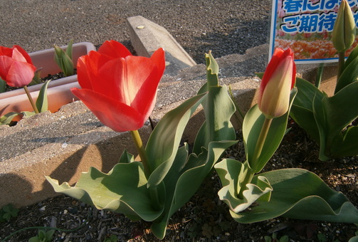 特定利用者様が植えてくれたチューリップが咲きました(＾◇＾)