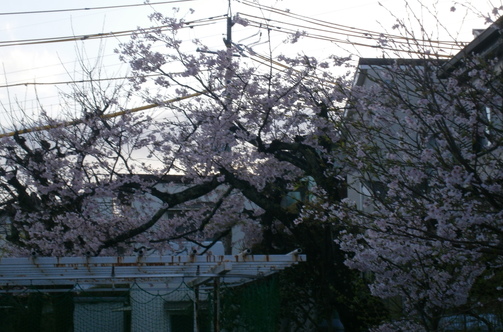 桜が満開です(＾◇＾)あいにくの雨で外でのお花見は出来ませんでしたが、食堂から桜を眺め、桜餅を頂きました。