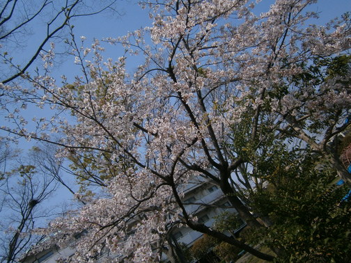 P4140073.JPG