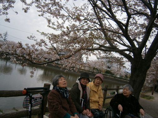 小鹿の二つ池にお花見に出かけてきました🌸満開の桜と、気持ちよい風を感じ皆さまとても喜んでくださいました！！特定さんの植えてくれたチューリップもきれいな花を咲かせました！(＾◇＾)