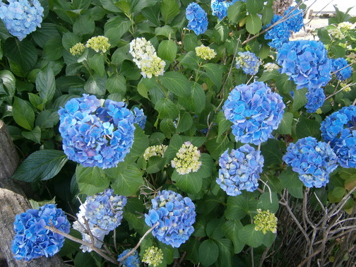 P6050020.JPG