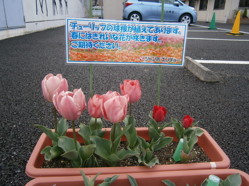 チューリップ.JPG
